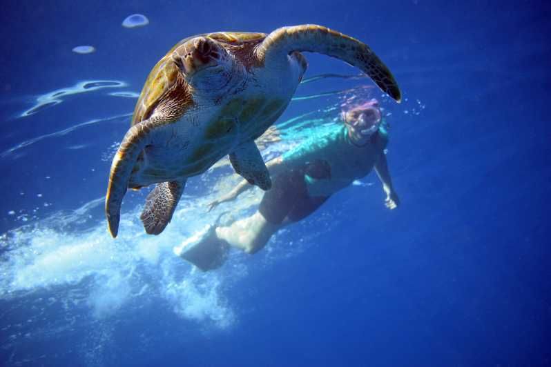 Imagen del tour: Tenerife: Kayak y snorkel con tortugas