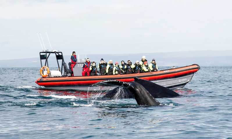 Imagen del tour: Húsavík: tour para avistar ballenas y frailecillos en lancha