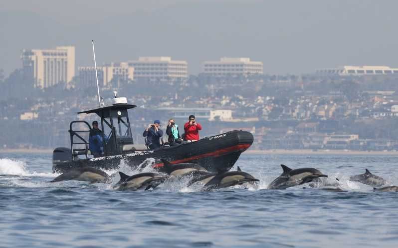 Imagen del tour: Newport Beach: La mejor aventura de avistamiento de ballenas