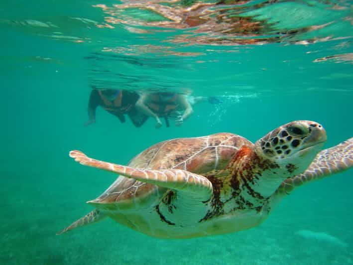 Imagen del tour: Excursión con tortugas marinas