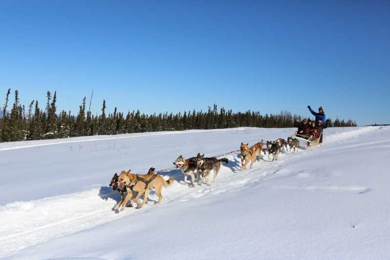 Imagen del tour: Fairbanks: Aventura invernal de 1 hora en trineo tirado por perros en Alaska