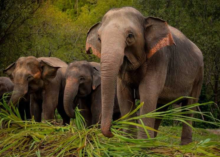 Imagen del tour: Koh Samui: Visita interactiva al Santuario Ético de Elefantes
