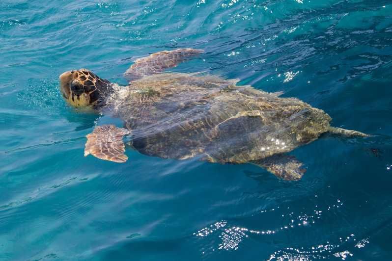 Imagen del tour: Zakynthos: avista tortugas en barco con fondo transparente