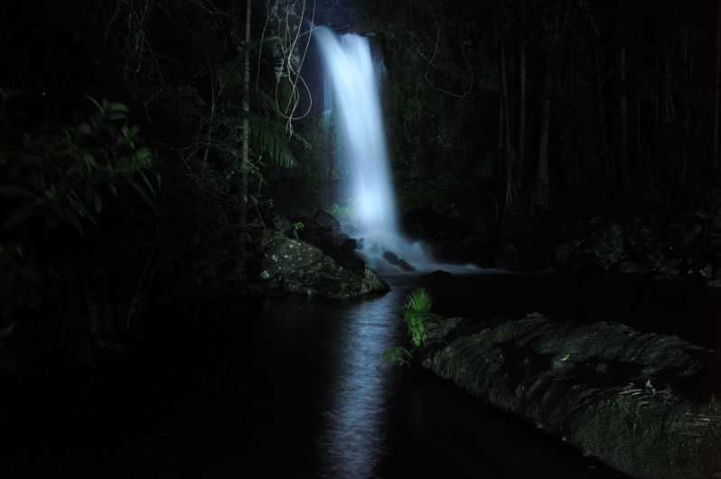 Imagen del tour: Costa Dorada: Experiencia nocturna en la selva tropical y con lombrices incandescentes