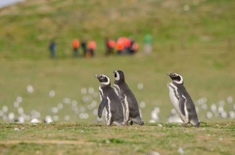 Imagen del tour: Punta Arenas: paseo con pingüinos islas Magdalena y Marta