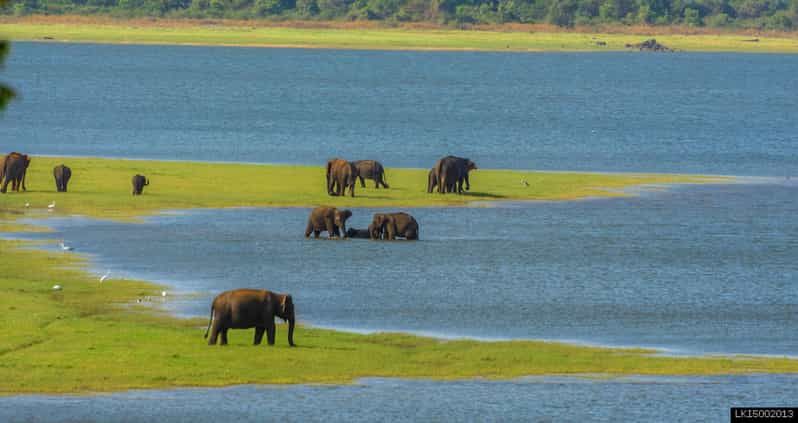 Imagen del tour: Safari con Tusker en el Parque Nacional de Kalawewa