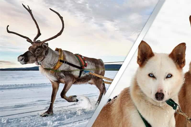 Imagen del tour: Levi: Safari con renos y huskies en Laponia