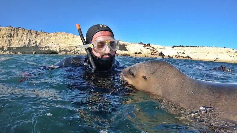 Imagen del tour: Puerto Madryn: 3 horas de esnórquel con leones marinos