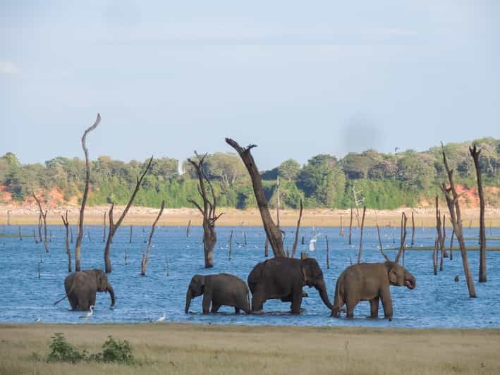 Imagen del tour: Parque Nacional de Kaudulla: Safari privado