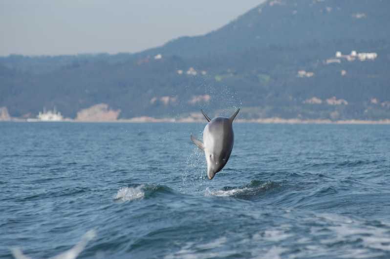 Imagen del tour: Sesimbra: Excursión ecológica para avistar delfines