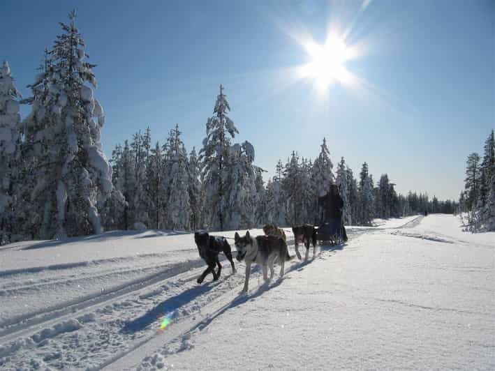 Imagen del tour: Rovaniemi: Aventura con el Husky de Apukka