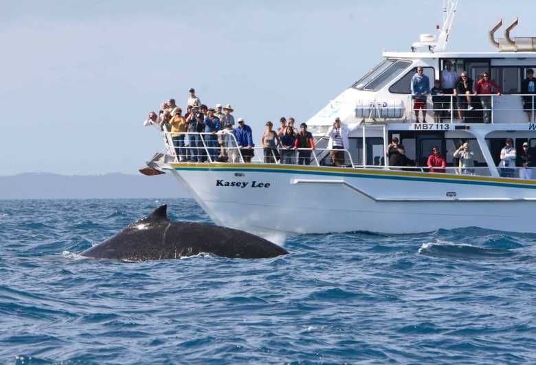 Imagen del tour: Isla Phillip: Excursión en barco para avistar ballenas