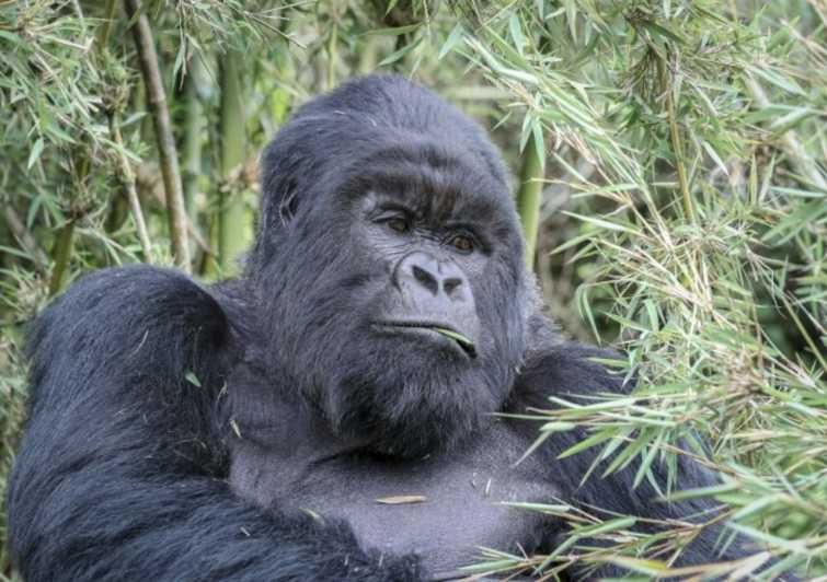 Imagen del tour: Desde Kigali: Excursión de 1 día a los Gorilas en Uganda