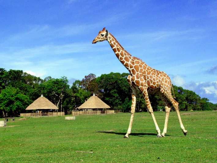 Imagen del tour: Coron Aventura Safari Calauit