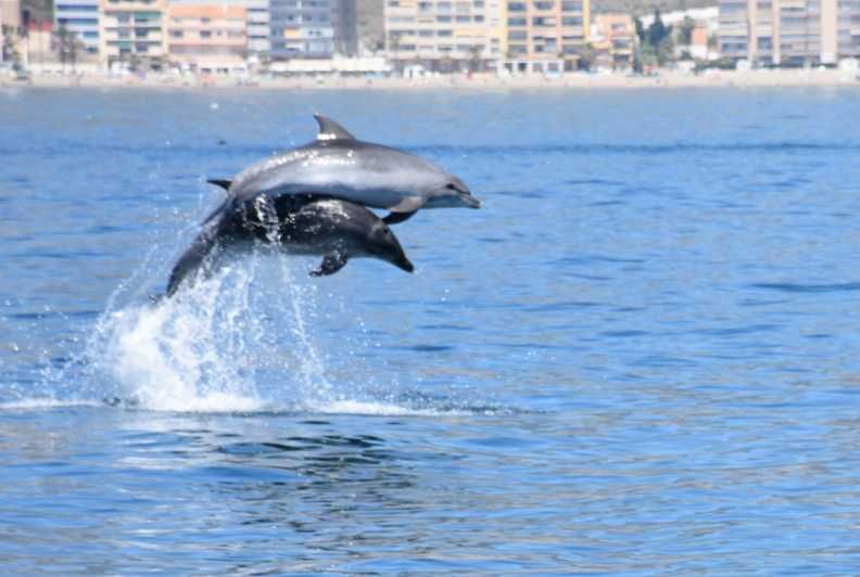 Imagen del tour: Benalmádena: tour en barco para avistar delfines