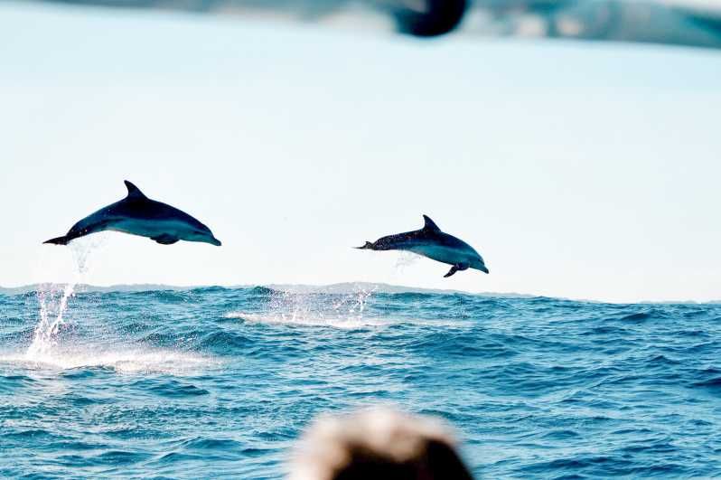Imagen del tour: Byron Bay: Excursión en Crucero con Delfines