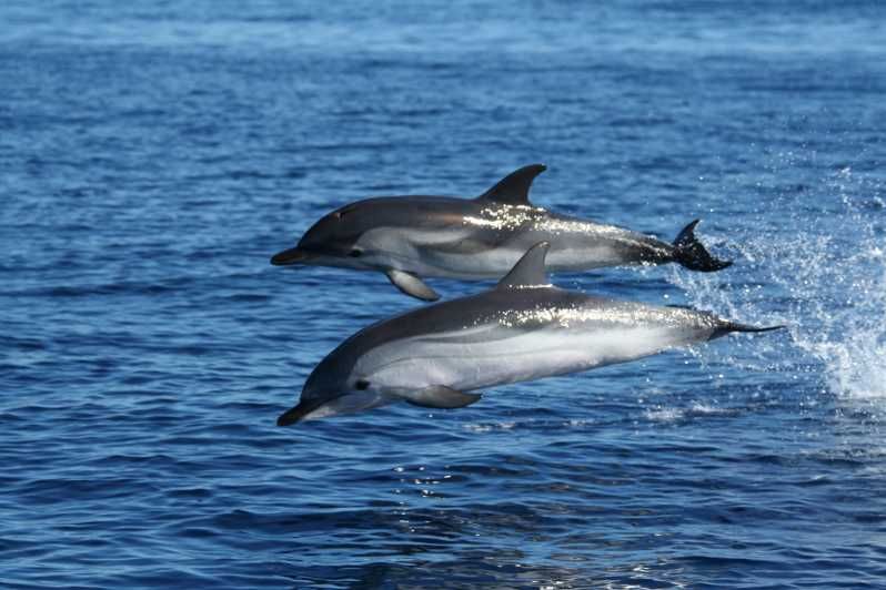 Imagen del tour: Olbia: Excursión en barco para avistar delfines y bucear cerca de Figarolo