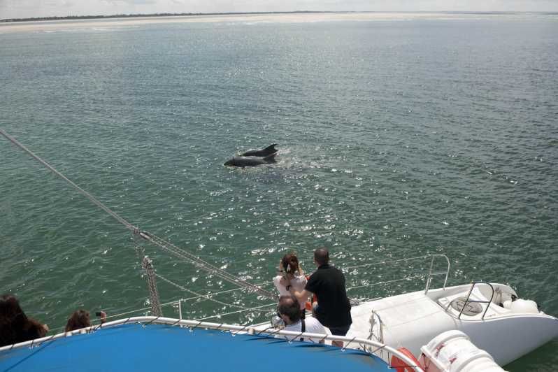 Imagen del tour: Setúbal y Tróia: Excursión en barco para avistar delfines en el estuario del Sado