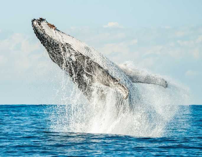 Imagen del tour: Byron Bay: Crucero de primera para avistar ballenas con un biólogo marino
