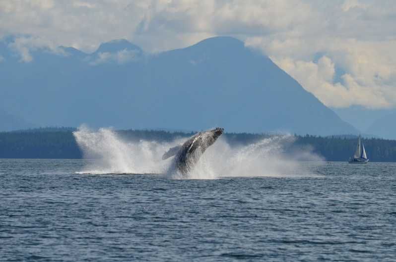 Imagen del tour: Campbell River: Excursión de 6 horas en barco para avistar ballenas