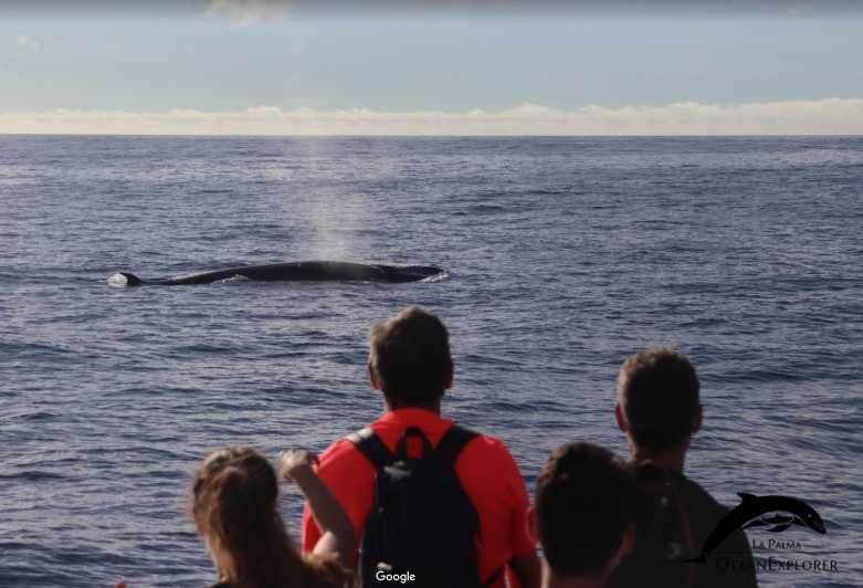 Imagen del tour: La Palma: tour de 3 h de avistamiento de ballenas y delfines