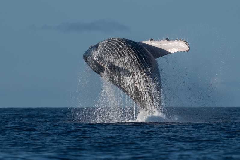 Imagen del tour: Mooloolaba: tour de avistamiento de ballenas