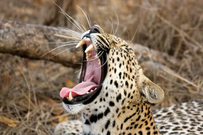 Imagen del tour: Desde Tangalle/Hiriketiya: Lanzadera a Ella con Yala Safari