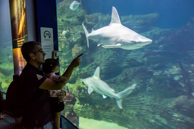 Imagen del tour: Valencia: ticket de entrada al Oceanogràfic