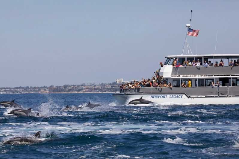 Imagen del tour: Newport Beach: Crucero de observación de ballenas y delfines