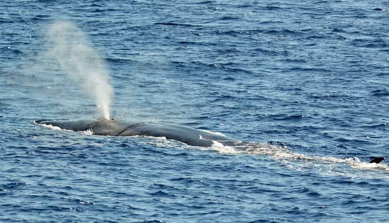 Imagen del tour: Savona: tour guiado de avistamiento de cetáceos en el santuario de Pelagos