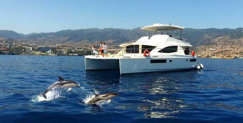 Imagen del tour: Excursión de Lujo Todo Incluido de Avistamiento de Ballenas y Delfines