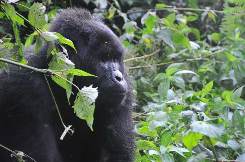 Imagen del tour: Ruanda: Recorrido de 5 días por Gorilas y Chimpancés