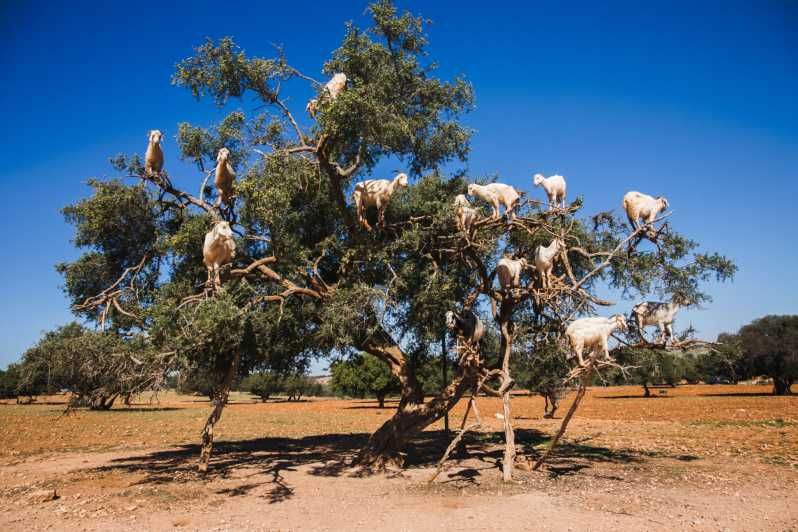 Imagen del tour: Desde Taghazout: recorrido turístico por las cabras trepadoras de árboles
