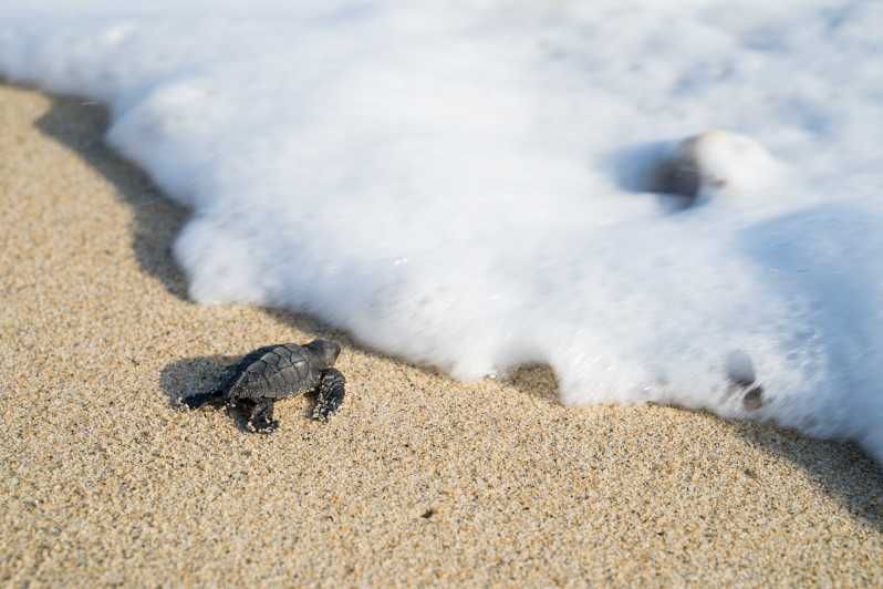 Imagen del tour: Puerto Escondido: experiencia de liberación de tortugas