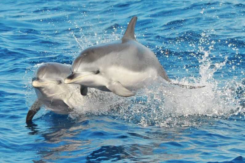 Imagen del tour: Morro Jable: Tour de avistamiento de ballenas y delfines, bebidas y baño