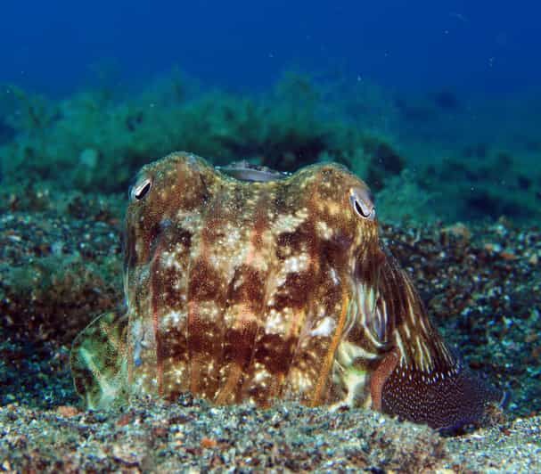Imagen del tour: Puerto del Carmen: Prueba la Experiencia de Buceo con 2 Inmersiones