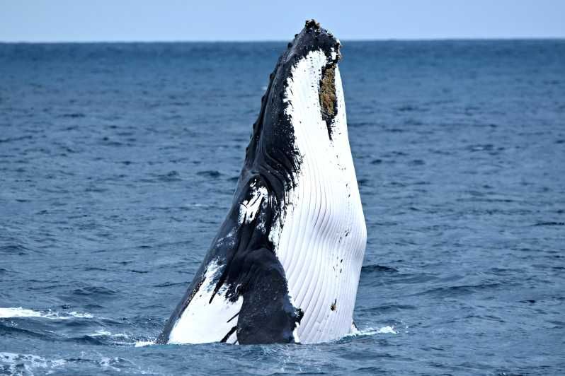 Imagen del tour: Desde Fremantle: Crucero de lujo de 2 horas para avistar ballenas