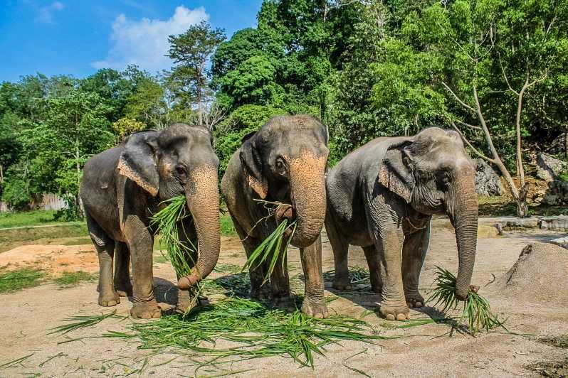 Imagen del tour: Krabi: tour de medio día al santuario de elefantes Ao Nang