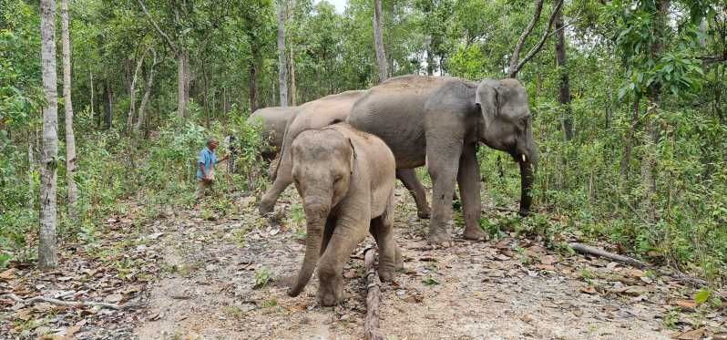 Imagen del tour: Chiang Mai: cascada, santuario de elefantes y rafting