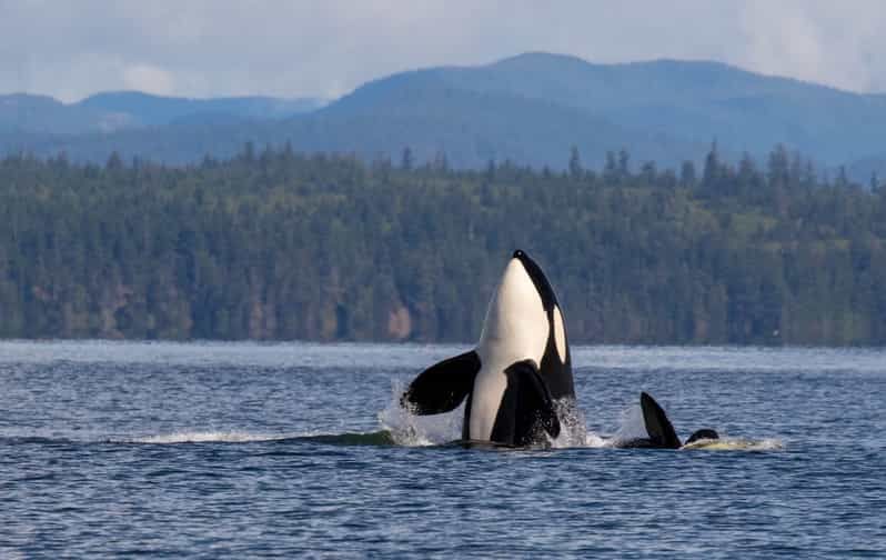 Imagen del tour: Río Campbell: Excursión en barco para avistar ballenas con almuerzo