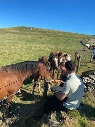 Imagen del tour: Desde Doolin: Paseo guiado por la costa de los Acantilados de Moher