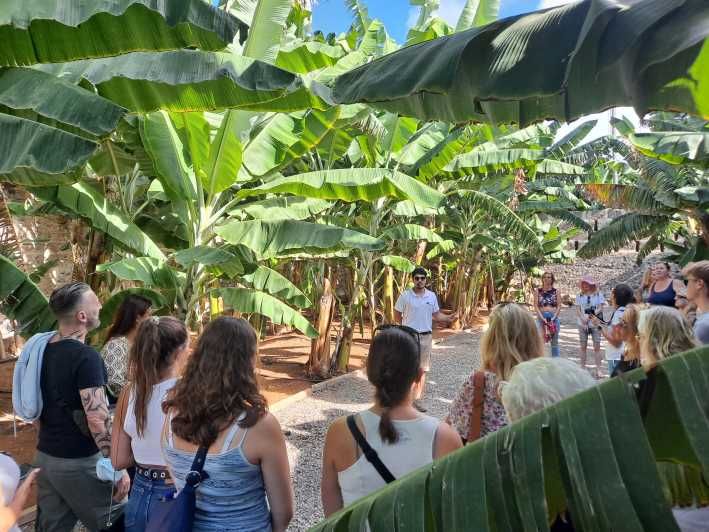 Imagen del tour: Gran Canaria: tour guiado de una plantación de plátanos y cata