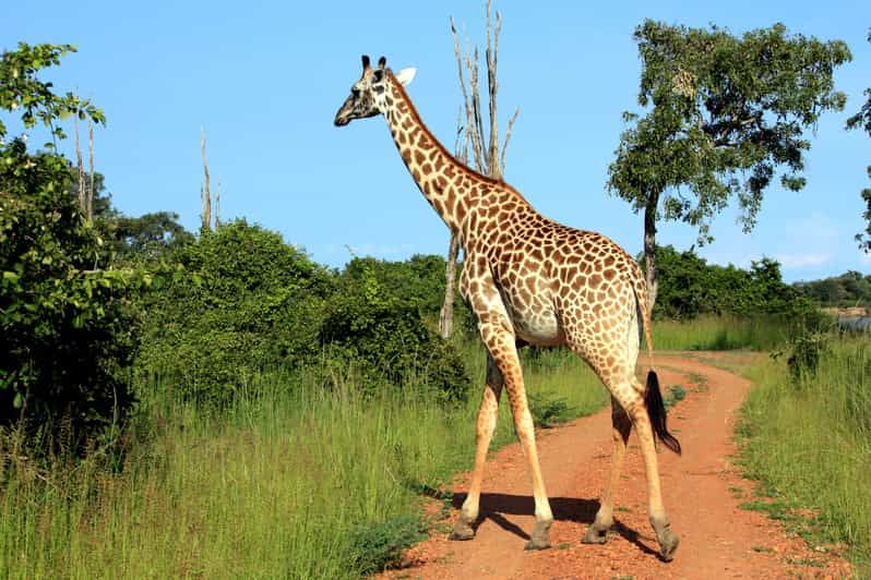 Imagen del tour: Parque Nacional de Luangwa Sur: Servicio de traslados por tierra