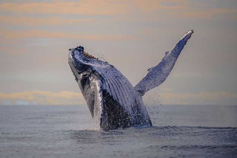 Imagen del tour: Cali: Excursión de un día para observar ballenas en Buenaventura