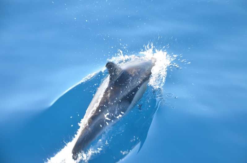 Imagen del tour: Desde Morro Jable: tour avistamiento ballenas y delfines en lancha motora