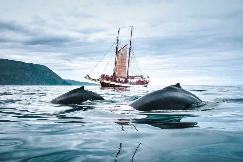 Imagen del tour: Húsavík: avistamiento de ballenas en un velero tradicional