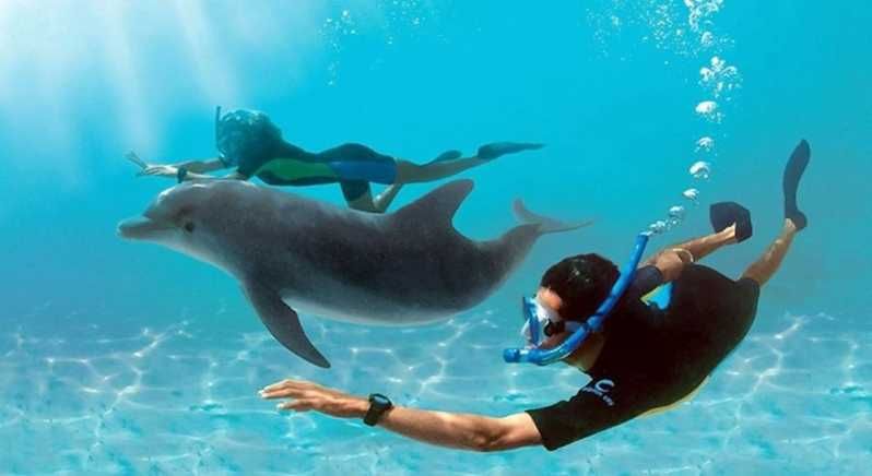 Imagen del tour: Bahía de Makadi: Excursión en barco para avistar delfines con almuerzo y bebidas