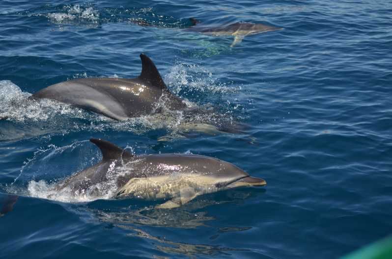 Imagen del tour: Quarteira: Crucero por la Costa del Algarve, Cuevas y Avistamiento de Delfines
