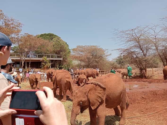 Imagen del tour: Excursión de un día al Orfanato de Elefantes, Centro de Jirafas y Karen Blixxen