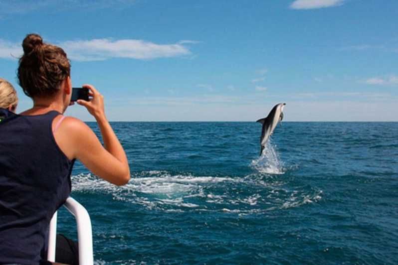 Imagen del tour: Pula: Visita al Parque Nacional de la Isla de Brijuni y Crucero con Delfines